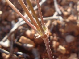 Pelargonium articulatum pedicels and peduncle